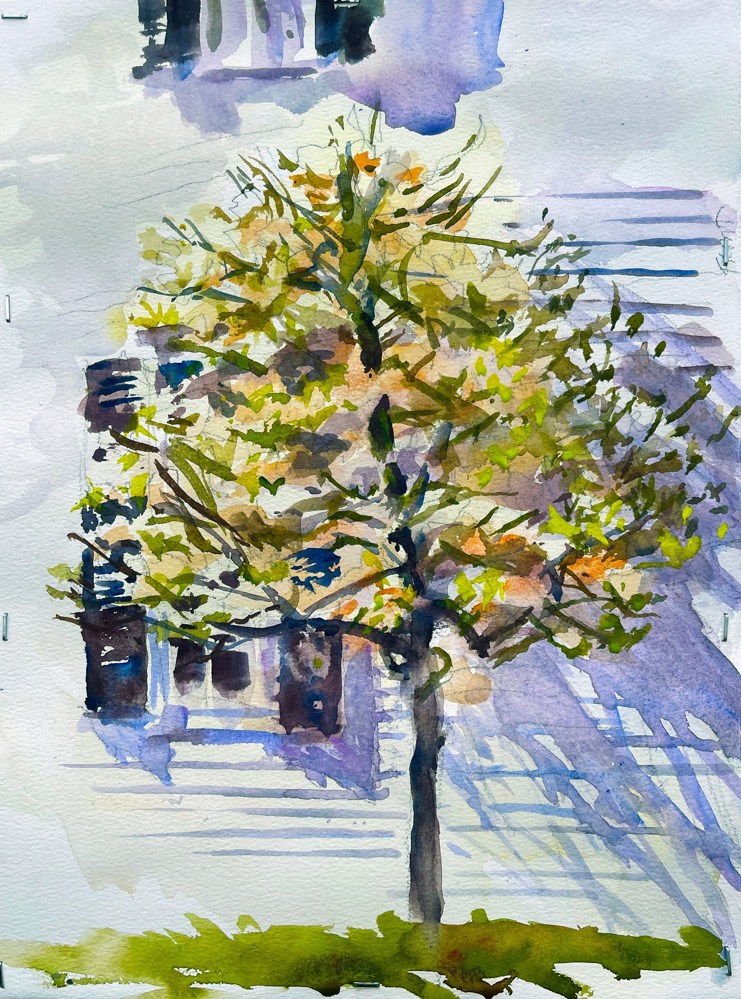 Yellow Magnolia Late Day Sun