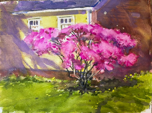 High Street Azalea