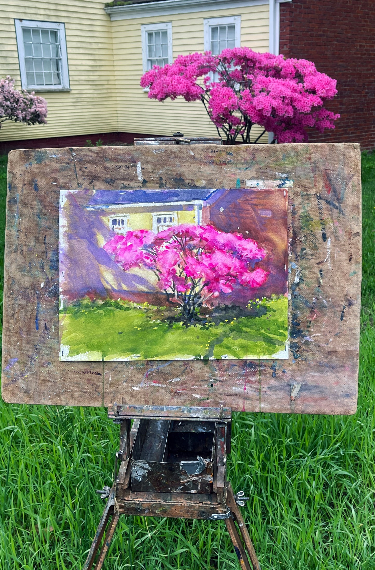 High Street Azalea